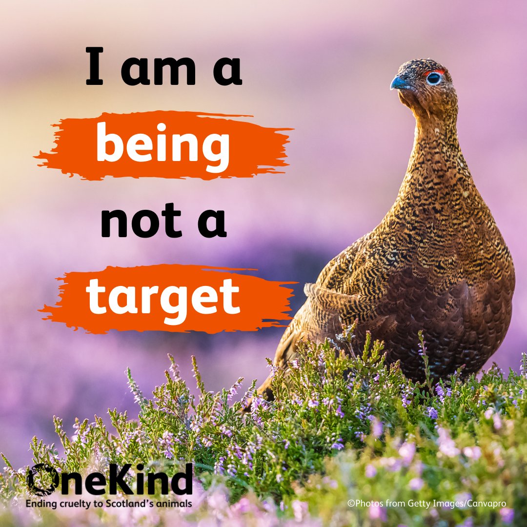 ❗August 12th is a cruel day on the calendar; the 'Glorious Twelfth', a day which marks the beginning of the red grouse shooting season across the UK.

❌ Of course, there is nothing 'glorious' about killing sentient beings for 'fun' or 'sport'.

🧵1/2