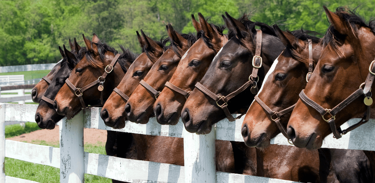 Feel the connection with horses at The Pine Hill Ranch, where the bond between you and a horse grows stronger with every moment. 
🕹️Located in Little Rock, our equestrian facility offers exciting horseback riding lessons for all ages. Call us at 501-366-8436
#horses #boarding