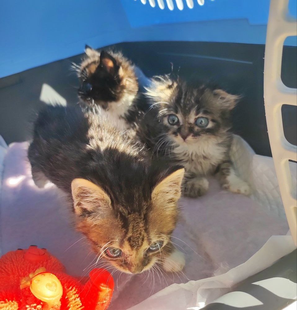 пані киця gone tired tweet media