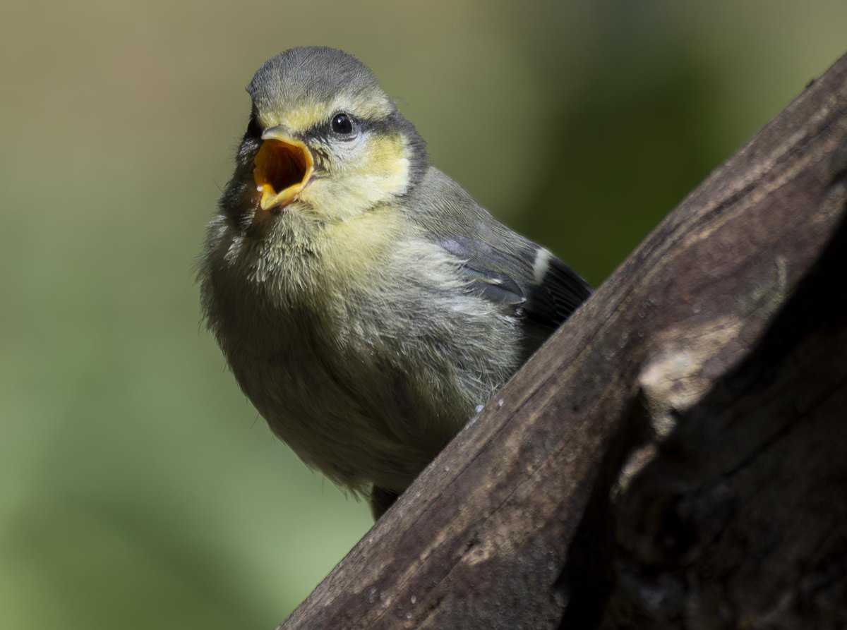 Selection of bird boxes for sale on our website now.
All handmade.
If you live local to Belper or surrounding areas you could collect to save delivery charges. For a small fee I could deliver &amp; install.
Get ready for next season by putting up a box now.
derbyshirebirdtours.com/category/bird-…