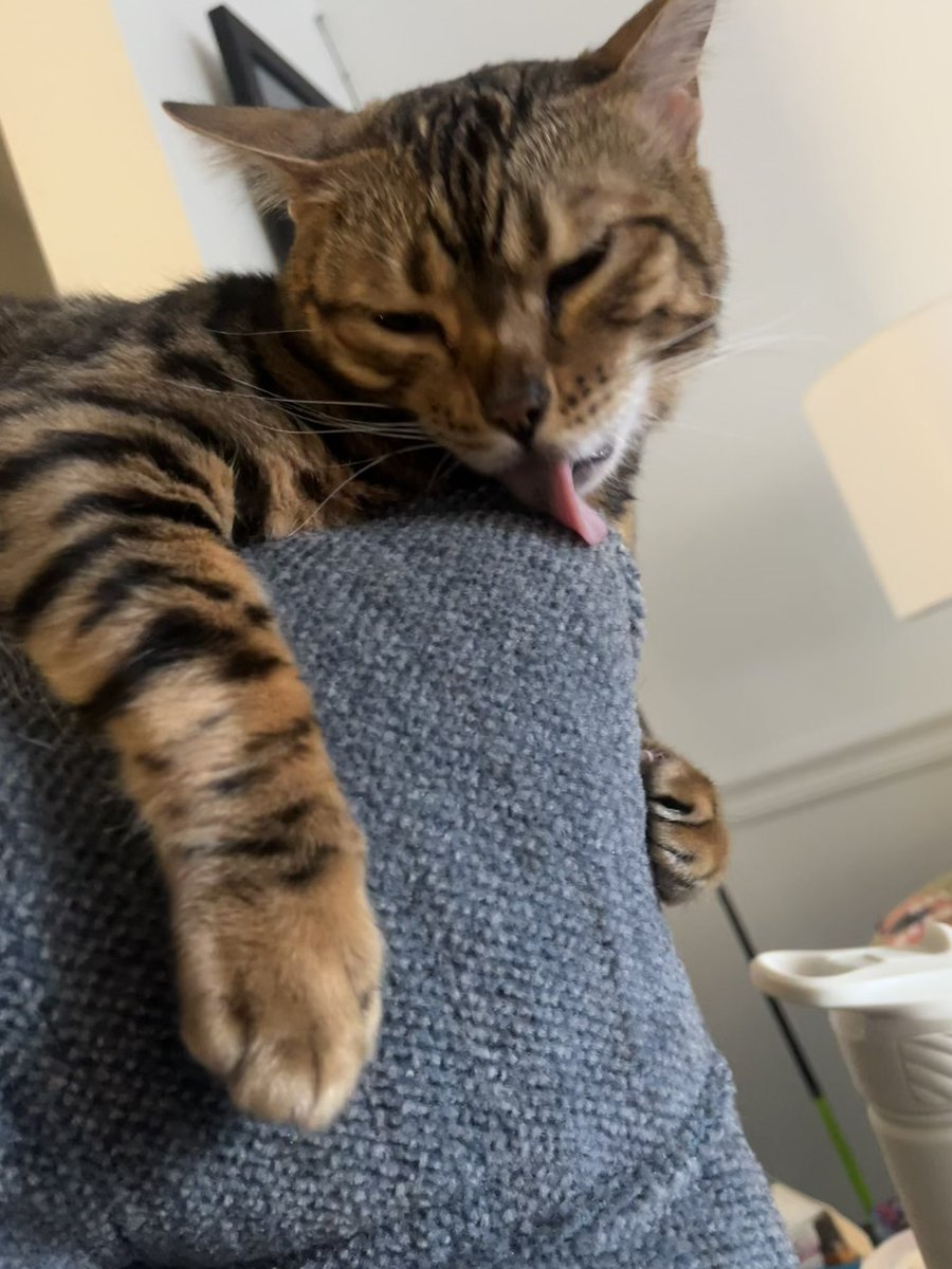 My new interior design tip: Add a touch of Bengal tongue for that *purr-fect* shine! 😸😸 🐾 🐾 

😹😹😹😹😻😻✨✨✨🐆🐆🐆 💜 💜 💜 

#TongueOutTuesday