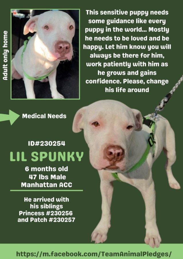 NMBewitched's tweet photo. Meet the Snowโ๏ธFamily
Because it is #DOGust
Hotter than hades๐ฅต& smoky
We all need some purity, innocence & wonder
Lil Spunky๐
https://t.co/88X21T0Zmh
#AdoptMe
Unsure of his medical needs, sent email
The shy one
He needs a human to build his confidence
Pamper & guide him to be the bestest boy
An older doggy sibling to give him security 24/7