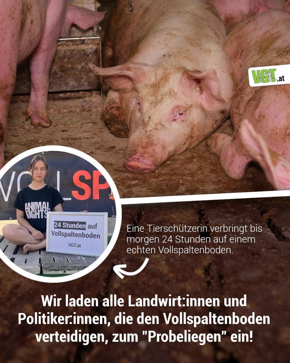 vgt_at's tweet image. Physisch angenehm? Auf dem ersten Blick sieht man, dass der scharfkantige Vollspaltenboden nicht angenehm sein kann. Ein Ende ist leider nicht in Sicht. Eine Tierschützerin verbringt 24 Stunden auf dem Boden, auf dem Schweine ihr ganzes Leben lang leiden. vgt.at/de/aktuelles/d…