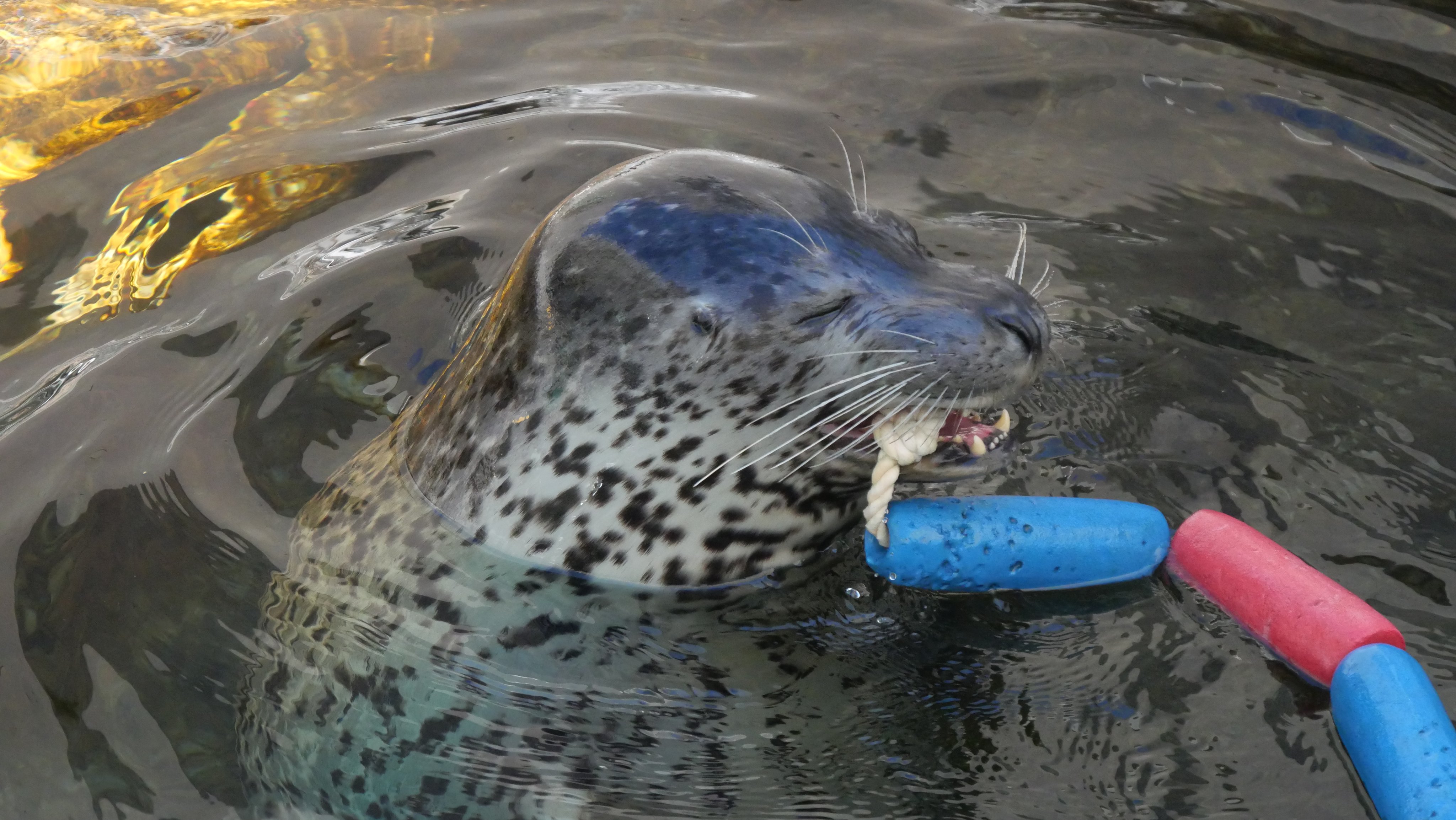 アザラシ　センゴク LEGO® Zane ZX - MyBricks.net