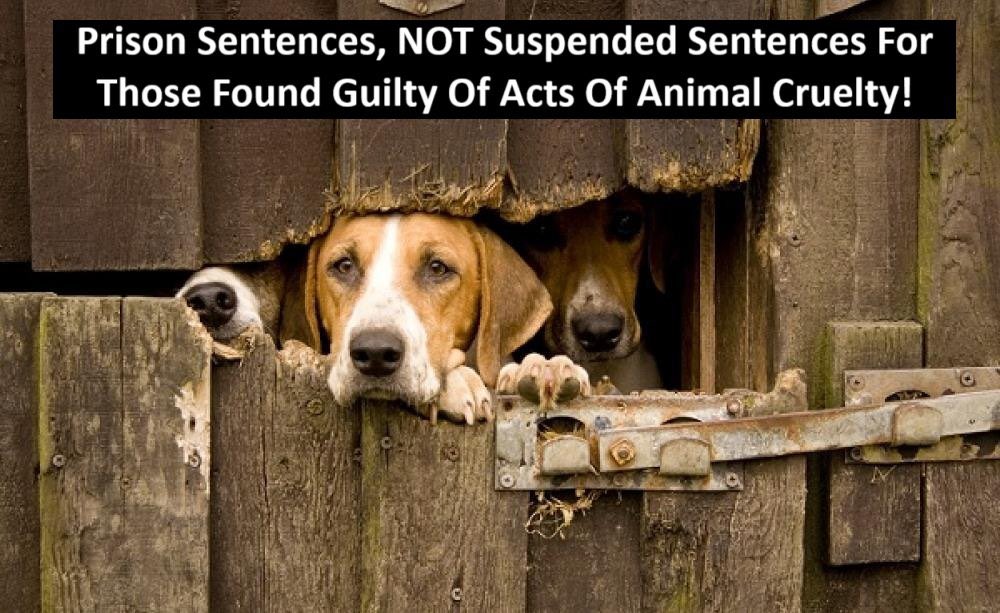 Sign &amp; Share Petition: Impose Prison Sentences, NOT Suspended Sentences For ALL Acts Of Animal Cruelty

Few cases of animal cruelty result in prison sentences  imposed on those found guilty. Suspended sentences &amp; fines are NOT a deterrent.

PLEASE SIGN at: chng.it/9HY5XxSD9T