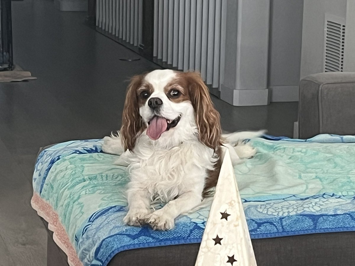 All smiles for #TongueOutTuesday 😛 🐾 #cavpack #DogsofTwitter #tot