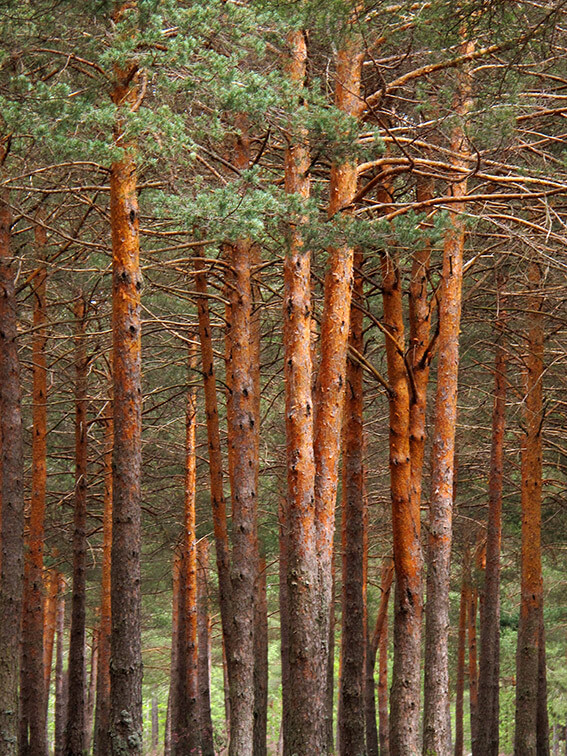 Con el drama de los incendios actual y la repetición cada verano, cabe preguntarse si solo cabe la resignación y "apechugar" con una cuota de hectáreas quemadas cada año. Sin embargo, recordaba con un amigo el caso de Soria y su preciosa Tierra de Pinares, donde apenas hay casos