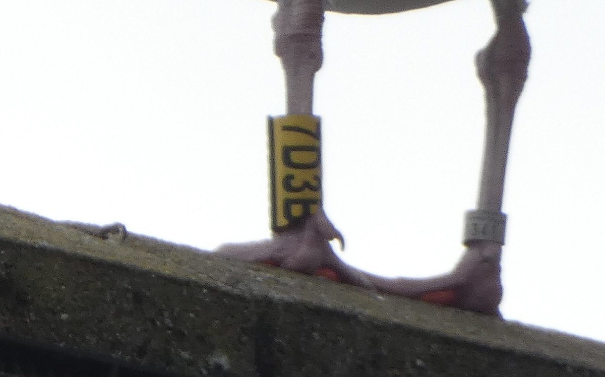 Calybites's tweet photo. Herring Gull 7D3B has arrived back at Yeadon Tarn but its yellow colour-ring is now damaged.
From memory it was originally ringed at a rubbish dump somewhere this side of York but searching for data on X is not as good as it was!
#GullsOfYeadon #VC64 #Larus #argentatus https://t.co/iXAPwhUhAs