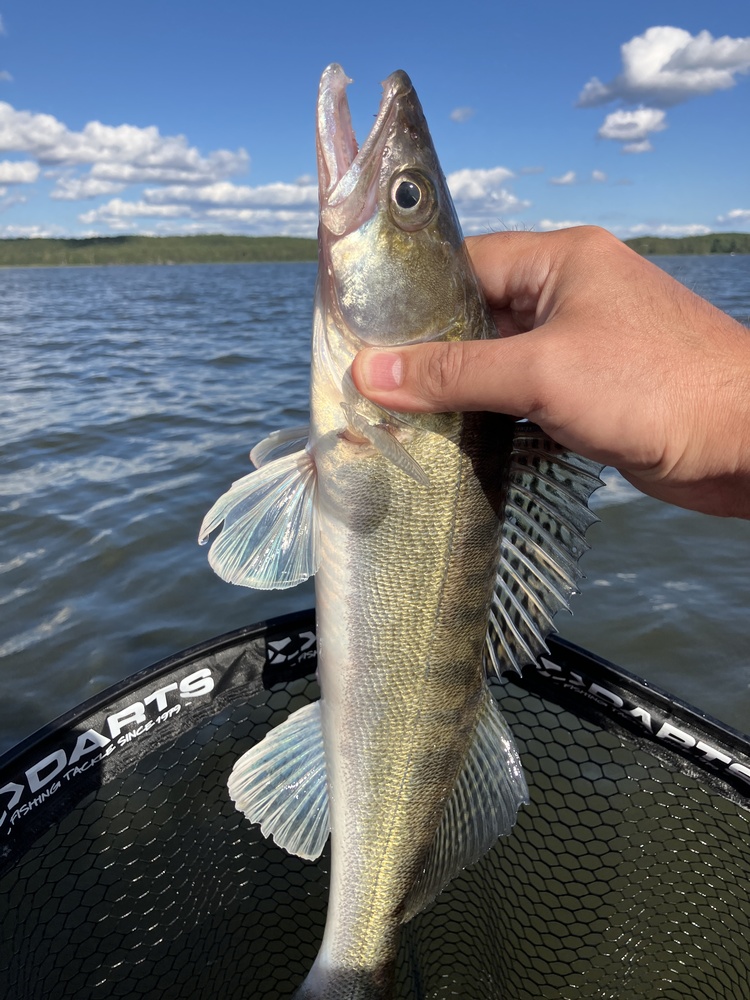 OlundsFiske's tweet photo. Jag krokade just en gös på en jigg 🎣☀️! Solen strålade över Agnesund, där luften kändes som en varm kram på 22°C. Med en lätt bris från NNV var det en perfekt tisdagseftermiddag för fiske. Kolla in fångsten här 👉 https://t.co/kUjIB84i6D 🐟 #gös #Agnesund https://t.co/7JqmQjKknr