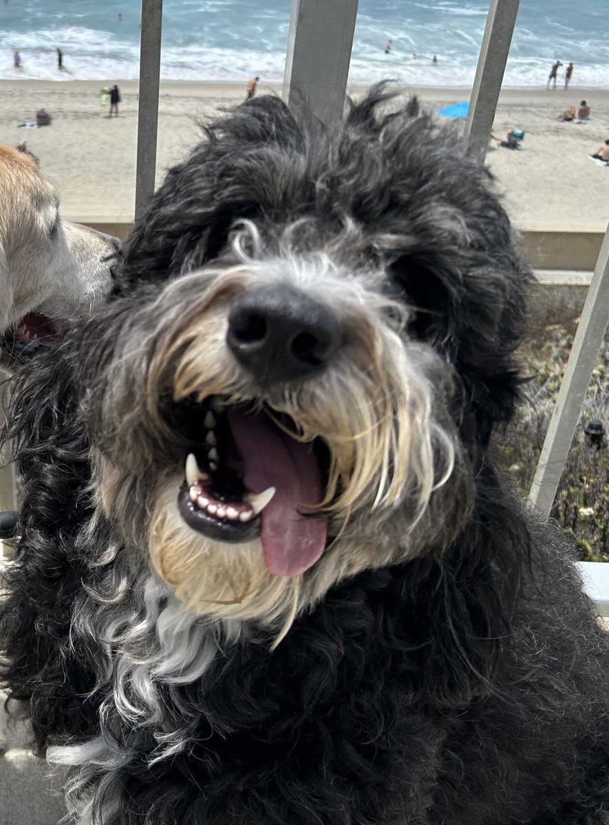 It's #tongueouttuesday!! #GRC Stinky did one too...