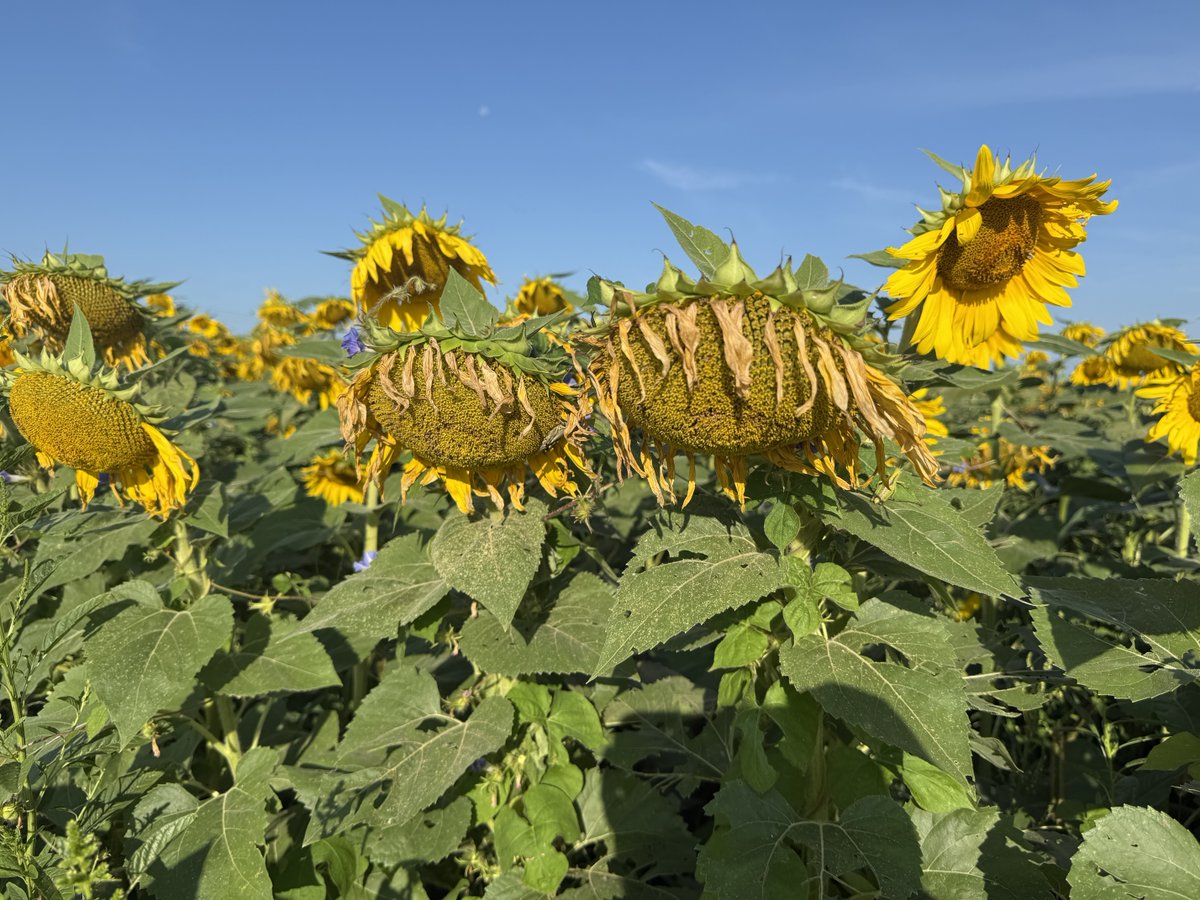 ClearviewFarmIL's tweet photo. 🌻August 12, 2025🌻 The petals have faded, but the memories remain – our sunflower season has wrapped up for the year. Thanks for visiting and enjoying them with us!

Thank you, Farm Credit Illinois, for sponsoring the fun this year. https://t.co/FPZf4bBv0Z