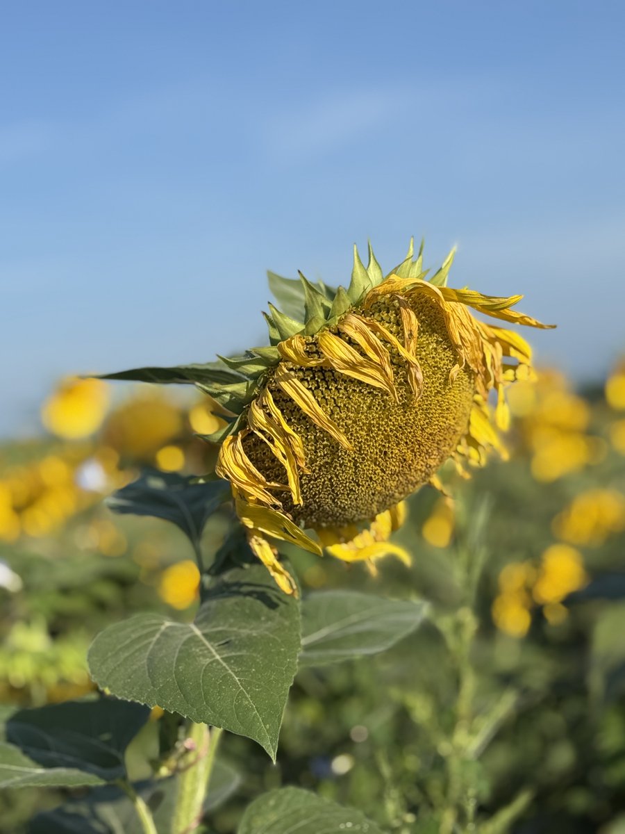ClearviewFarmIL's tweet photo. 🌻August 12, 2025🌻 The petals have faded, but the memories remain – our sunflower season has wrapped up for the year. Thanks for visiting and enjoying them with us!

Thank you, Farm Credit Illinois, for sponsoring the fun this year. https://t.co/FPZf4bBv0Z