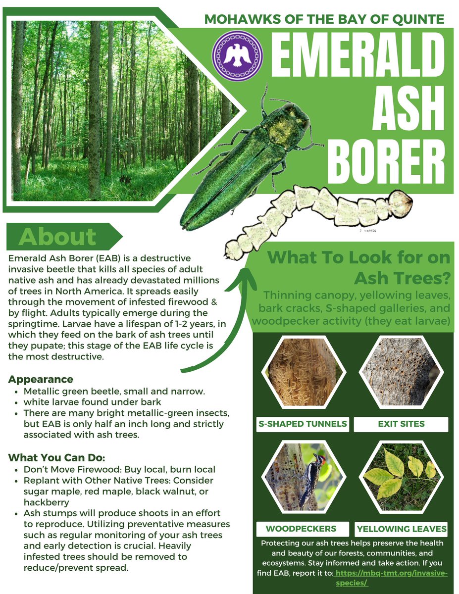 Our Environment Summer Student has put together some important information on two invasive species affecting Tyendinaga Mohawk Territory: Phragmites and the Emerald Ash Borer.
To learn more about various invasive species, please visit:
mbq-tmt.org/invasive-speci…