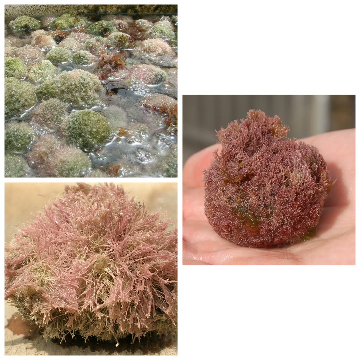 Extrafit2024's tweet photo. This project involves the use of Jania adhaerens, a red alga kindly provided by the research centre @bancoespanoldealgas
Extract from Jania is one of the extracts used for tomato treatment.
Photos provided by @bancoespanoldealgas
#jania ##phycology #phycological #biostimulants https://t.co/orX62adlM9