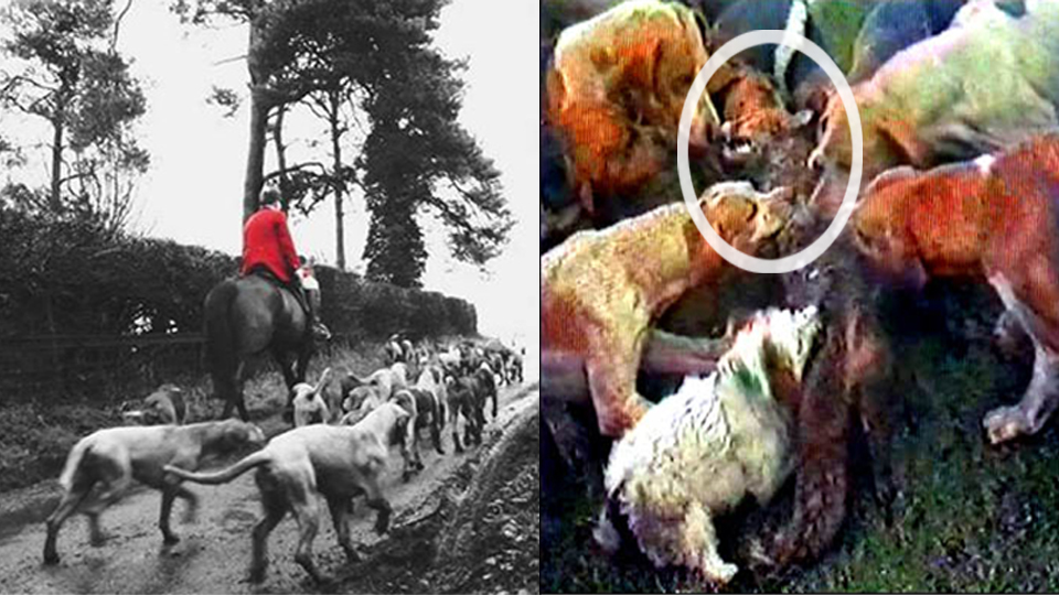 Ban Blood Sports tweet media