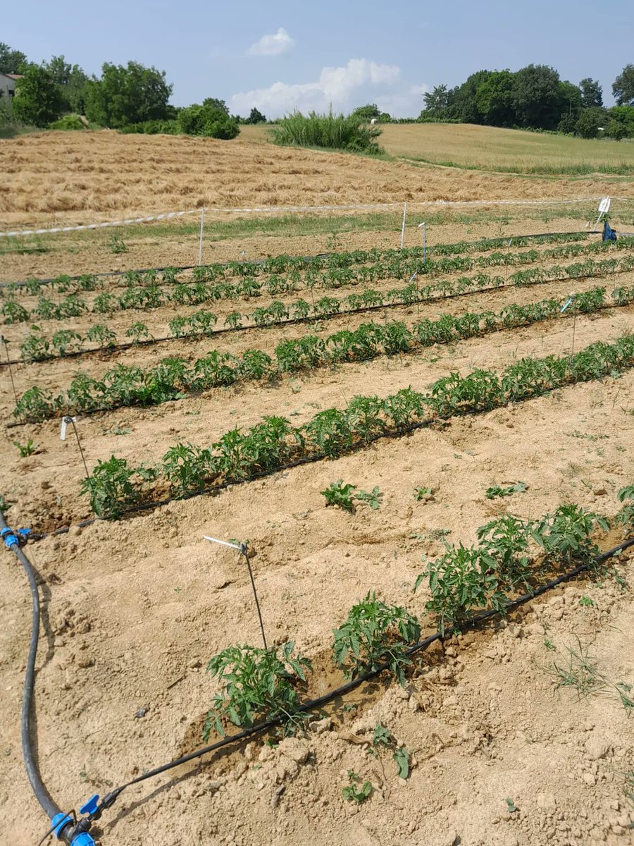 Extrafit2024's tweet photo. The project involves tests conducted in the field, greenhouse and laboratory. Here some images provided by CREA-AA (Bologna) of the field trial: treated tomato seedings are trasplanted. End of May. A detail of the seedlings about twenty days after transplanting. #seaweed #Tomato https://t.co/T3L8gtSWUM