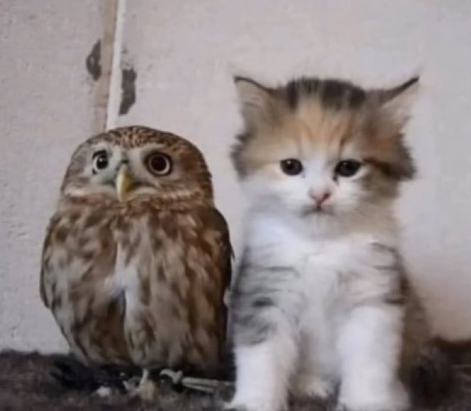 manga                                         real life