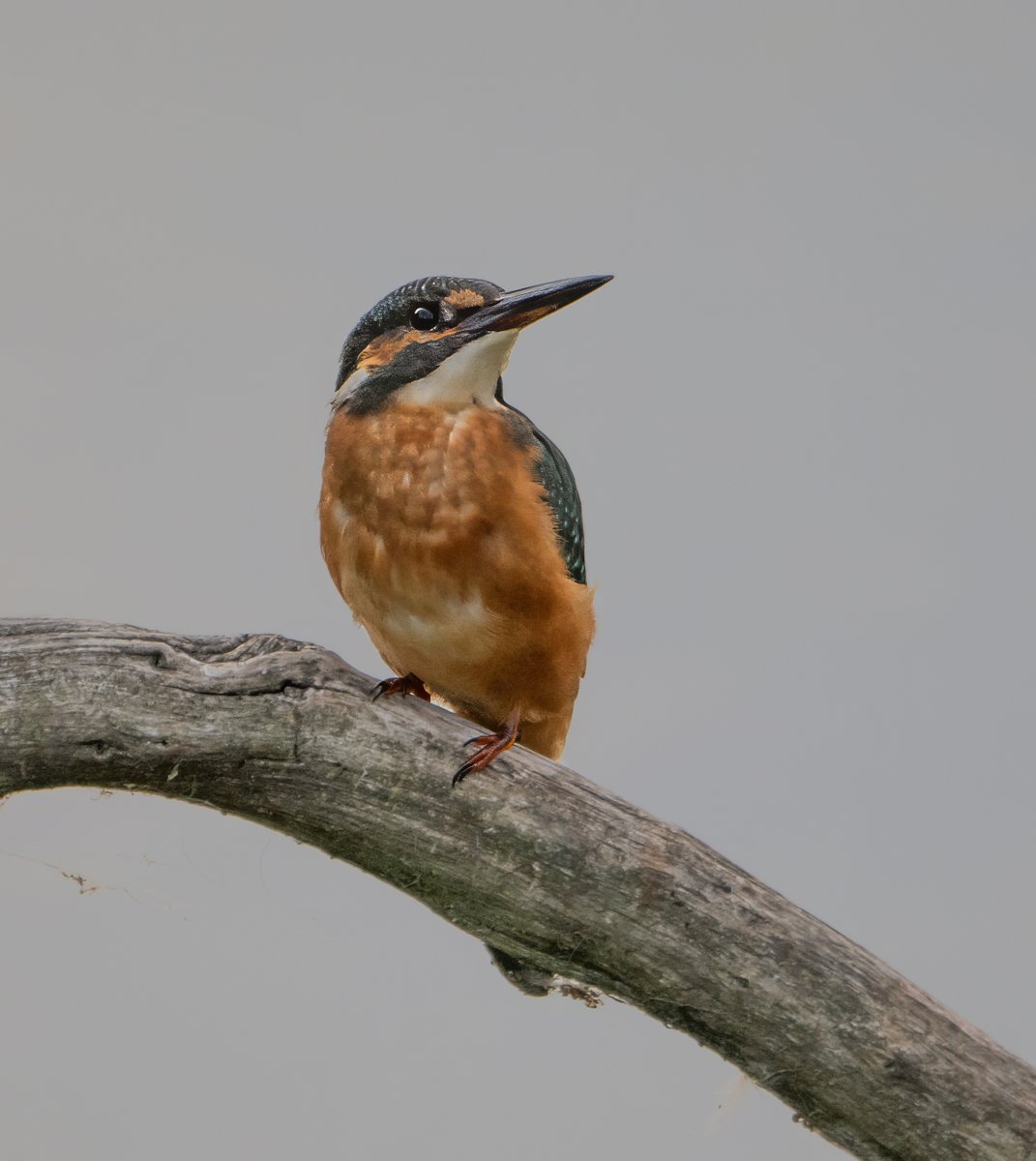 Kingfisher
