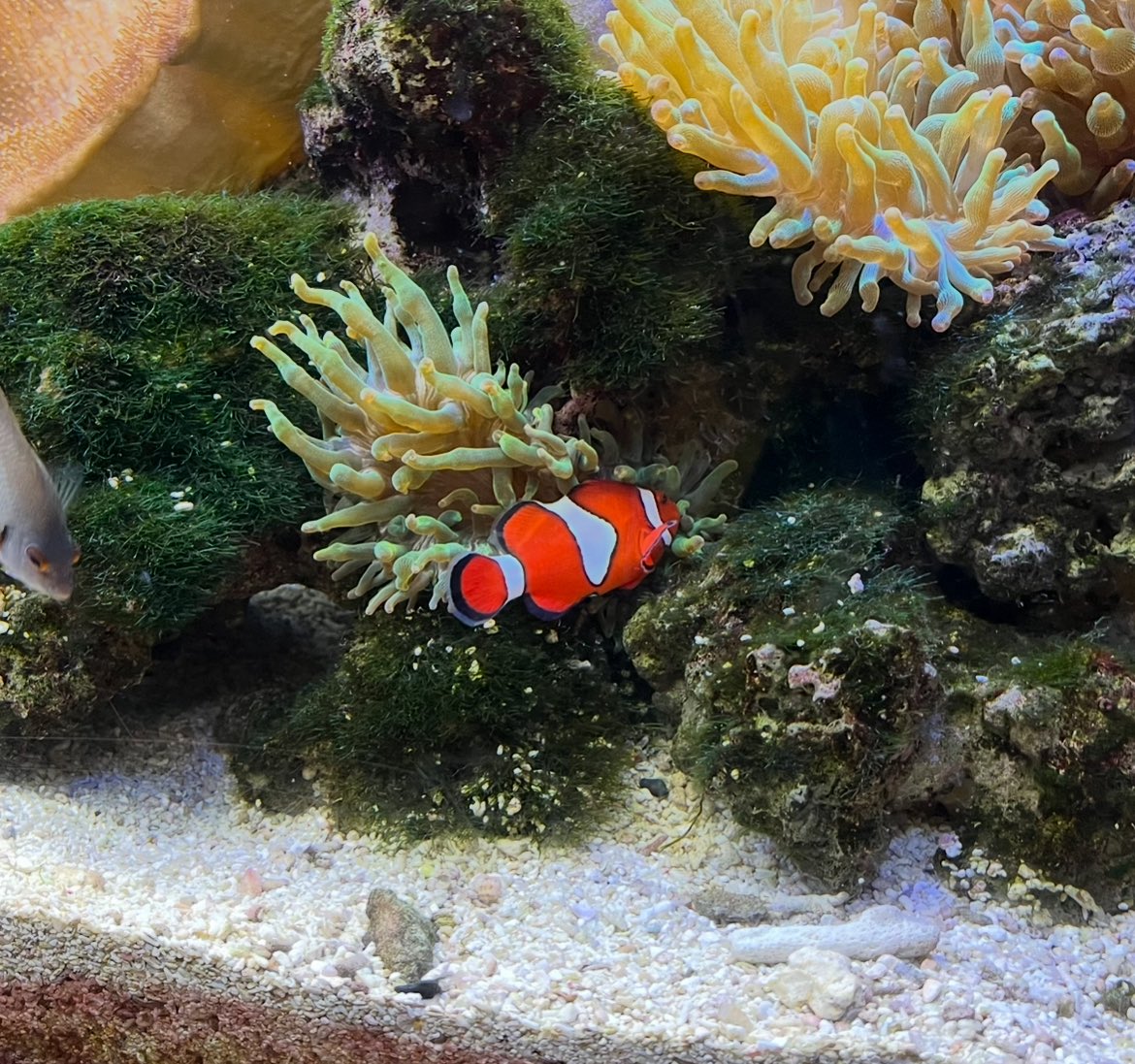 今日久しぶりに水族館行って楽しんでたんですが、この水槽の前で真顔になりました