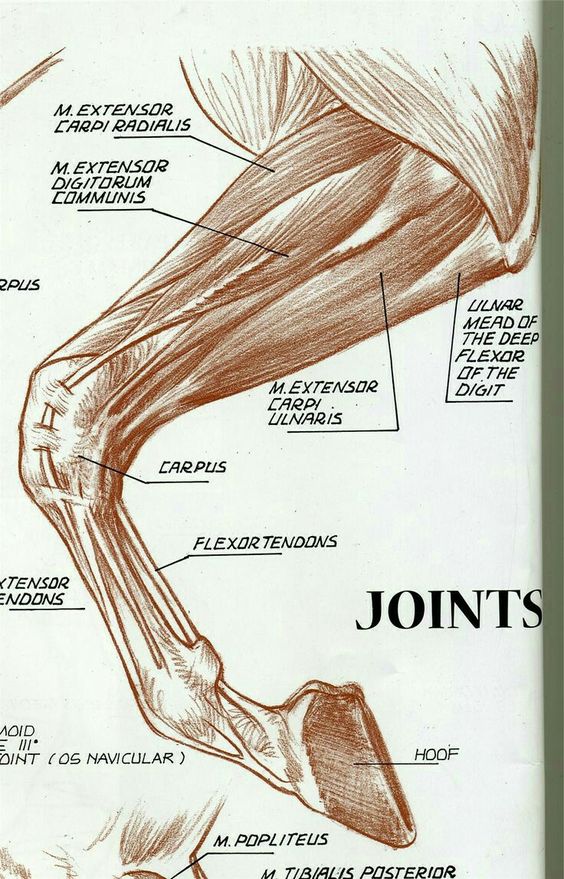 GanaderiayAgro's tweet image. Anatomía #Caballo