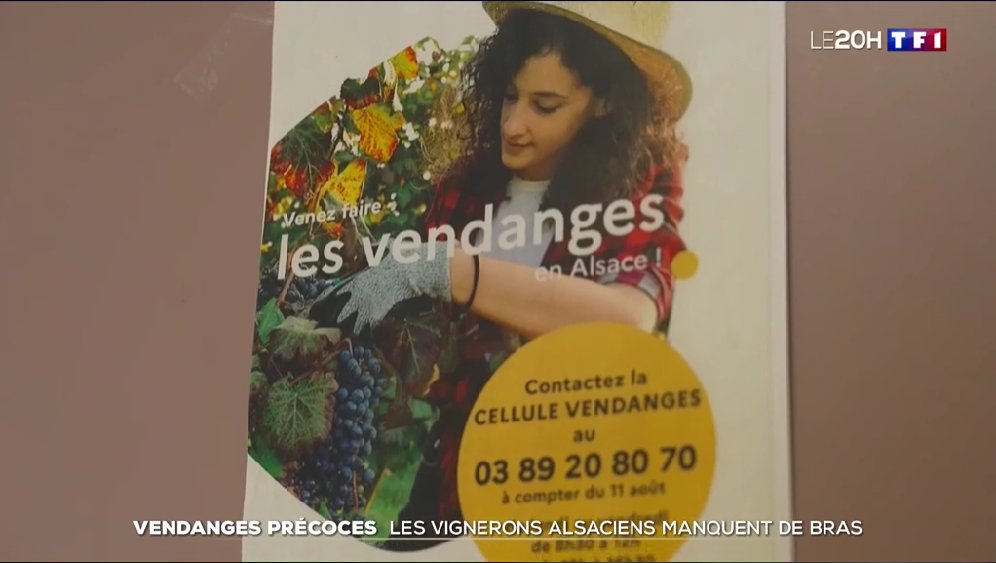 🍇 France Travail se mobilise pour les recrutements viticoles, en accompagnant les entreprises dans leur recherche de saisonniers jusqu'en octobre

En Alsace, une ligne téléphonique est disponible pour renseigner sur les 1500 offres à pourvoir 📞 v/<a href="/TF1/">TF1</a> ➡️ tf1info.fr/vie-pro/videos…