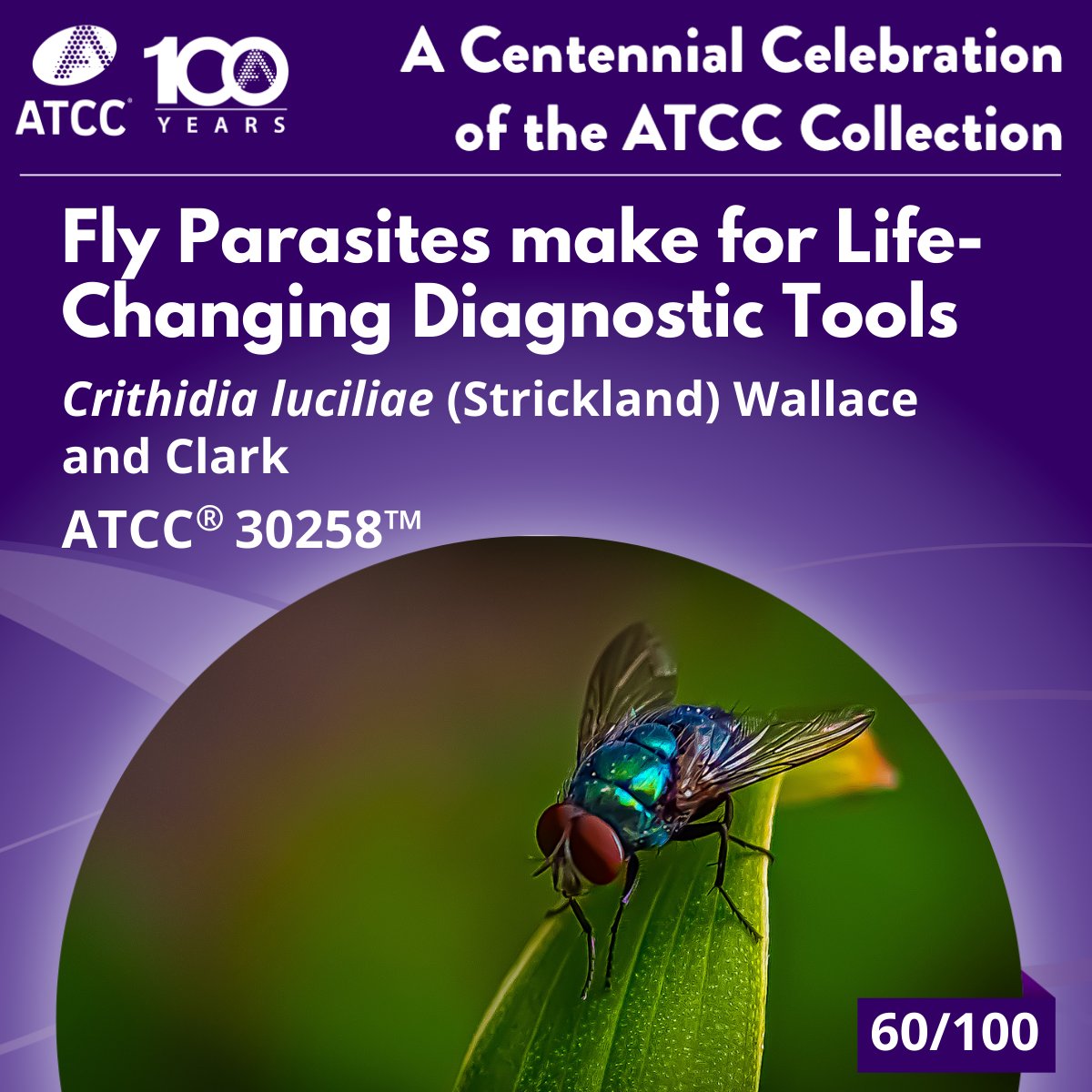 Meet Crithidia luciliae—a fly-borne protozoan with a powerful role in lupus diagnosis. Its unique mitochondrial DNA helps detect anti-dsDNA antibodies via the CLIFT test, aiding early detection of this complex autoimmune disease. 

Learn more: ow.ly/TGC650WEAPb
#100for100