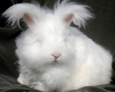 PADO_rabbit's tweet image. changed name 😎