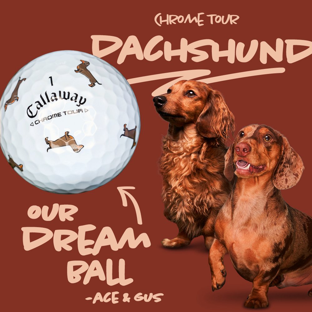 Maybe the most courageous dog breed? 😂 #NationalDogMonth rolls on with the almighty Dachshund! Tag a wiener dog lover and shop our Limited Edition Small Dog Chrome Tour collection! 🌭🐶

➡️ callawaygolf.com/balls/chrome-t…