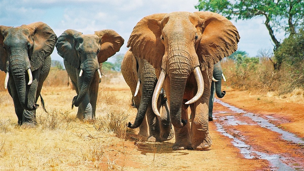 ALovettDesigns's tweet photo. Happy #WorldElephantDay https://t.co/w9bzC3dmGM