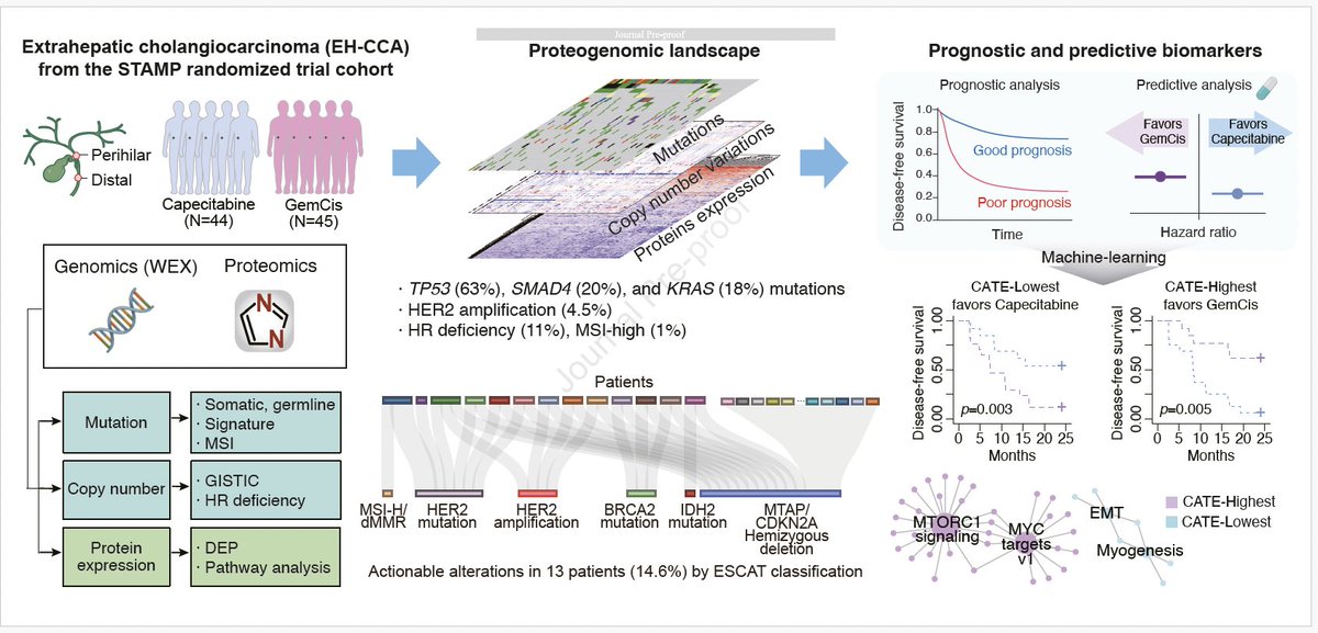 Arndt Vogel (@arndtvogel) on Twitter photo Proteogenomic profiling predicts outcomes of adjuvant chemotherapy in extrahepatic cholangiocarcinoma
<a href="/JHepatology/">Journal of Hepatology</a>
🔎Post-hoc STAMP phase 2 trial of adjuvant GemCis
👉Interesting analysis on potential biomarkers to guide adjuvant treatment
<a href="/myESMO/">ESMO - Eur. Oncology</a> <a href="/EASLedu/">EASL Education</a> <a href="/ILCAnews/">ILCA</a> Proteogenomic profiling predicts outcomes of adjuvant chemotherapy in extrahepatic cholangiocarcinoma
<a href="/JHepatology/">Journal of Hepatology</a>
🔎Post-hoc STAMP phase 2 trial of adjuvant GemCis
👉Interesting analysis on potential biomarkers to guide adjuvant treatment
<a href="/myESMO/">ESMO - Eur. Oncology</a> <a href="/EASLedu/">EASL Education</a> <a href="/ILCAnews/">ILCA</a>