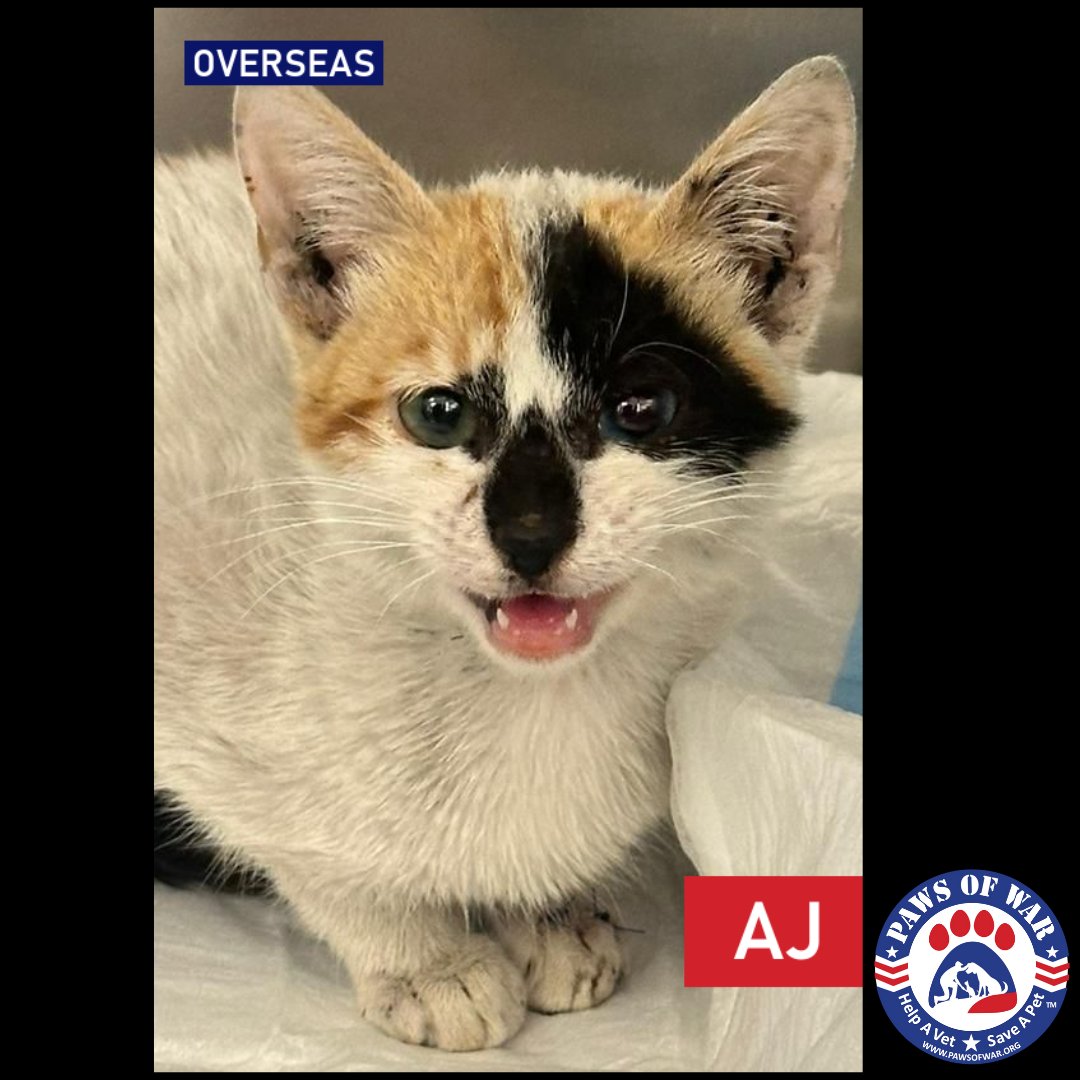 Paws of War tweet media