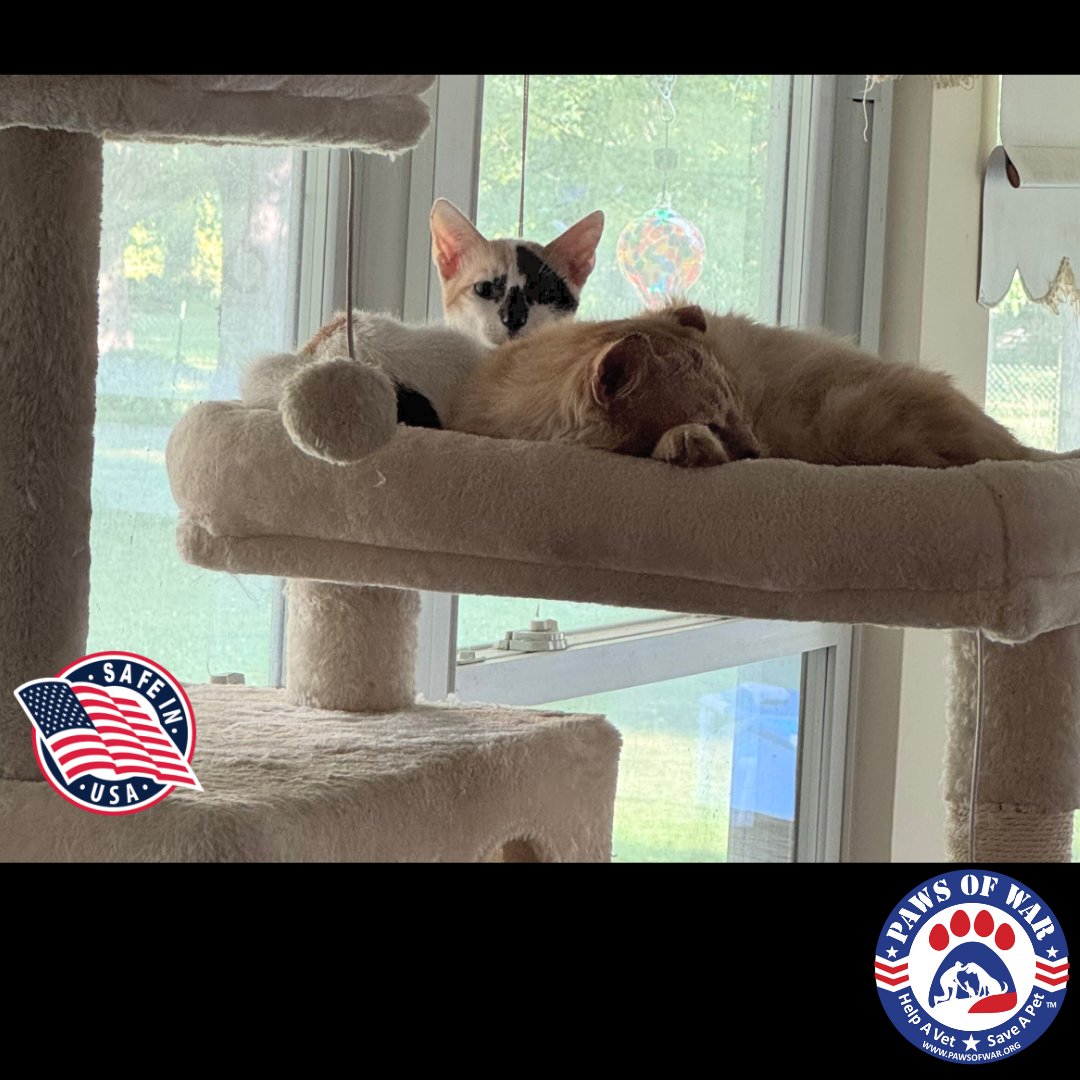 Paws of War tweet media