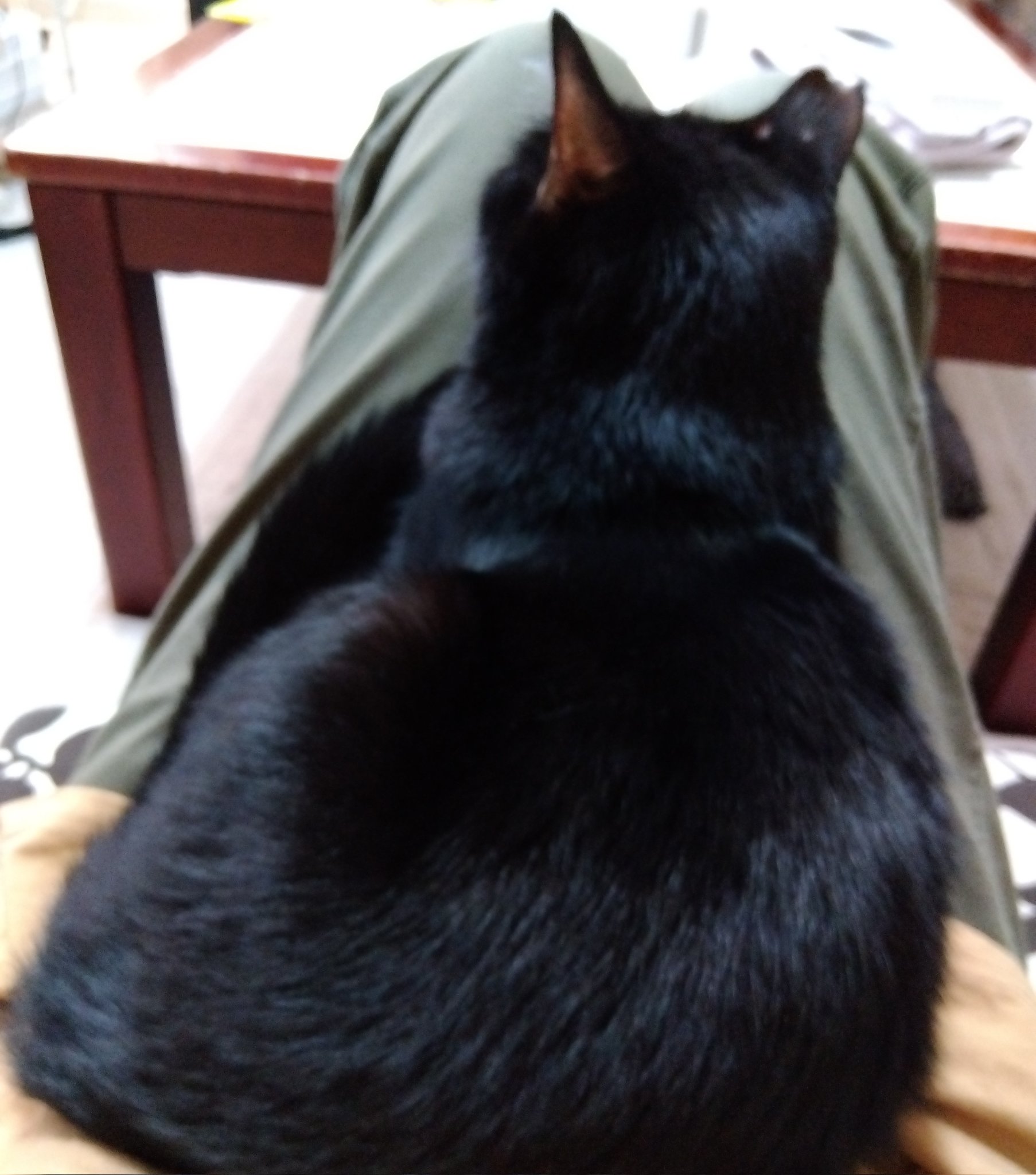 黒猫様 53200-202-