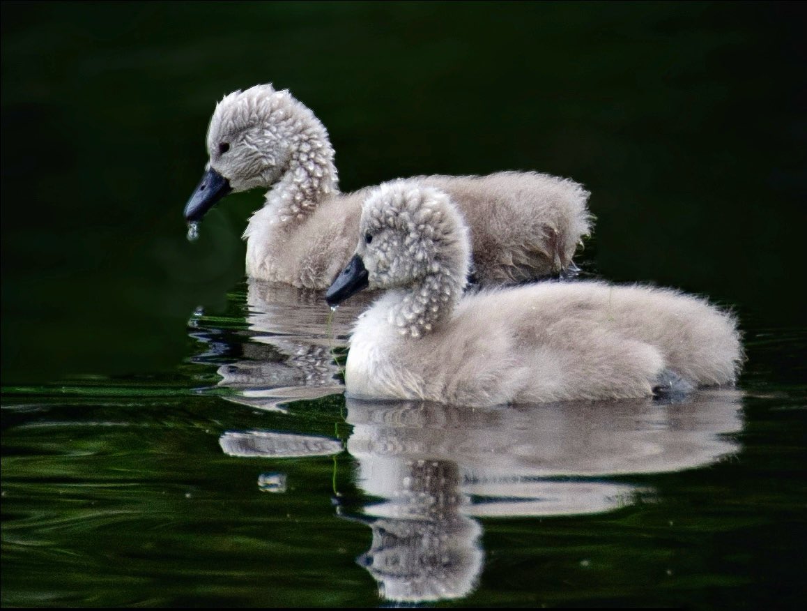 Natasha Roberts Imagery tweet media