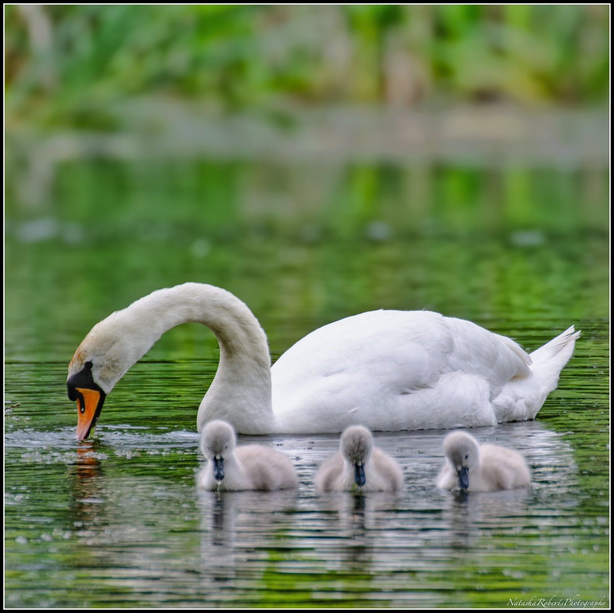 Natasha Roberts Imagery tweet media