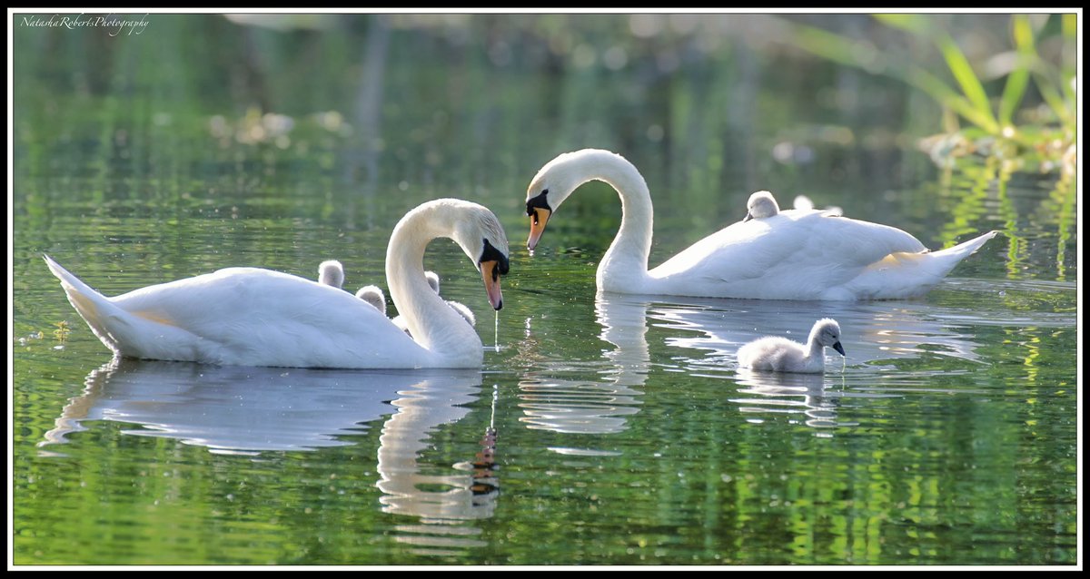 Natasha Roberts Imagery tweet media