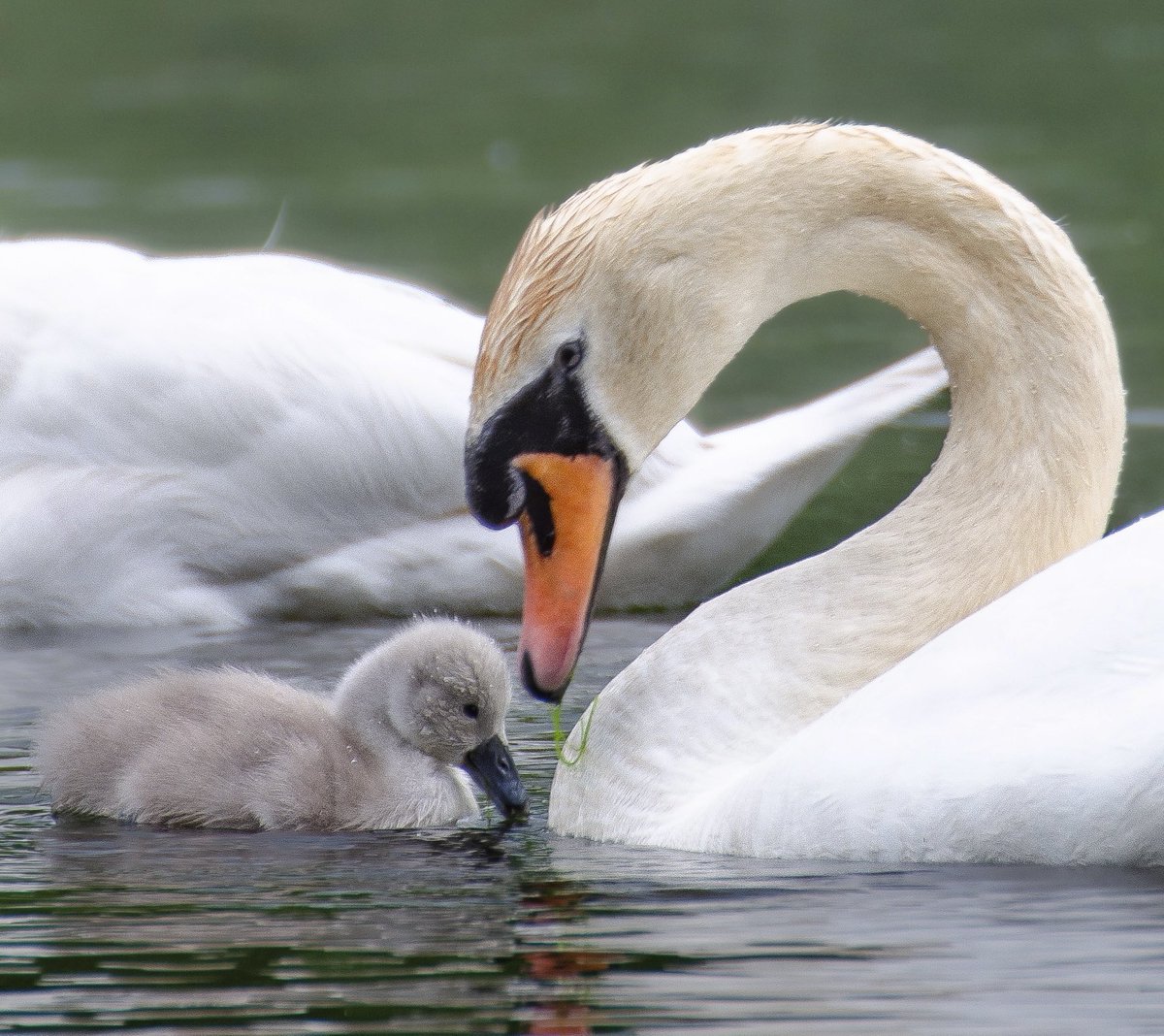 Natasha Roberts Imagery tweet media