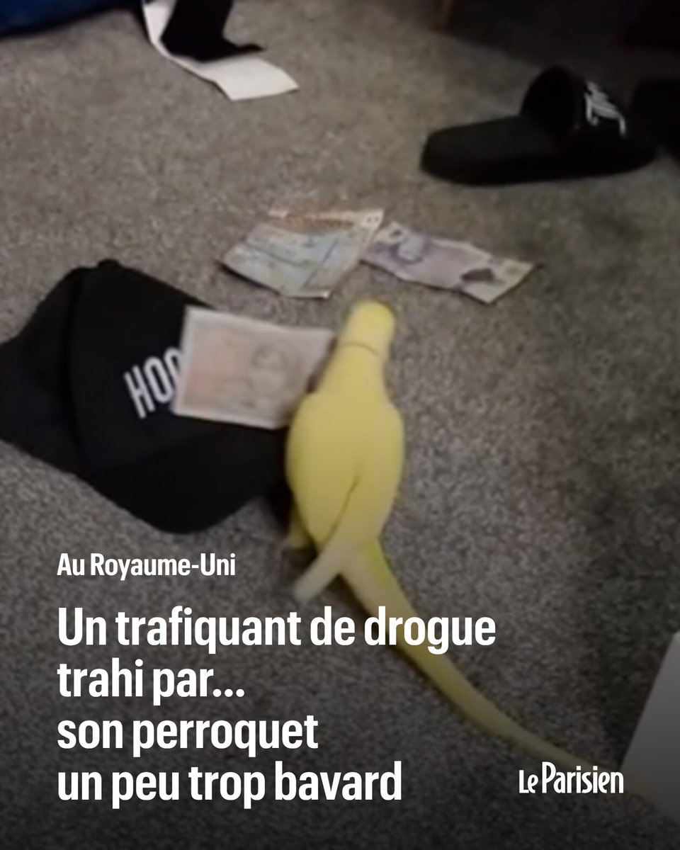 En consultant des vidéos issues des téléphones confisqués, les policiers ont pu découvrir le volatile avec des billets de banque dans le bec.

L'animal a également appris à dire «deux pour 25»

➡️ l.leparisien.fr/Pm9M