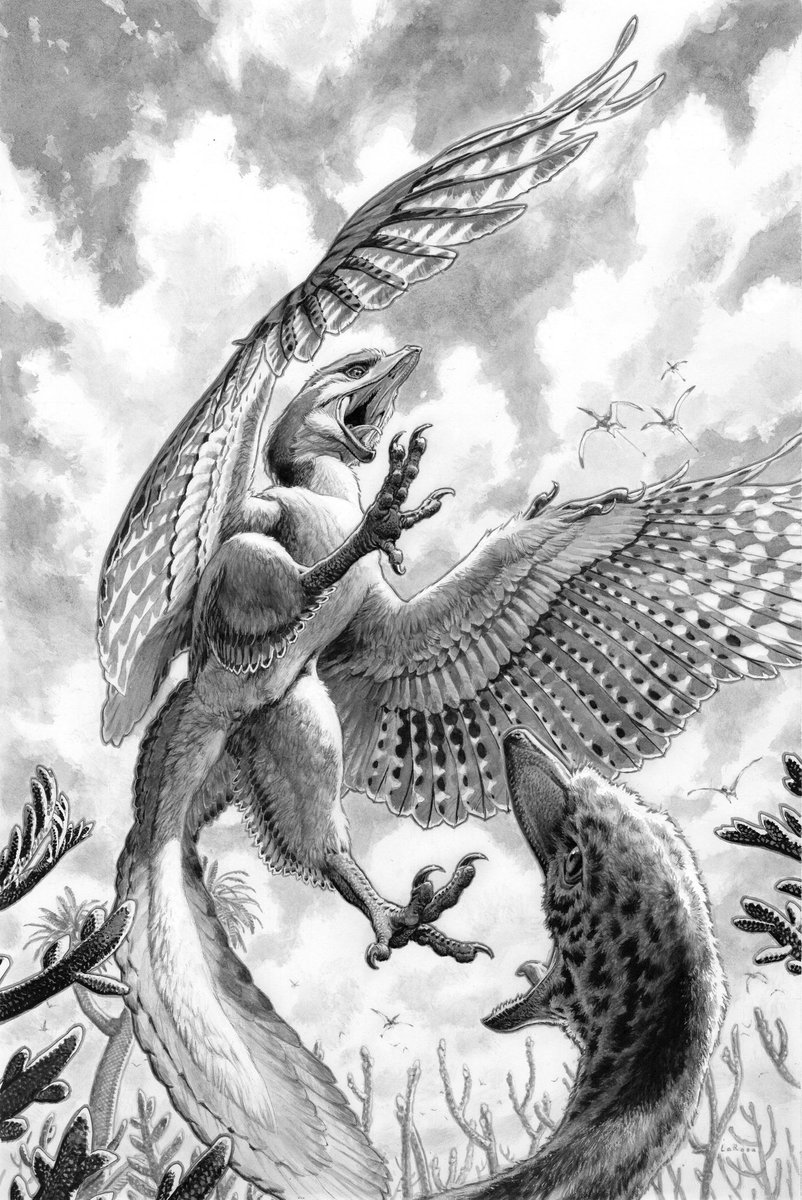 Lewis LaRosa (@lewislarosa) on Twitter photo Thanks to everyone backing my art book Carbon Based so far! ( kickstarter.com/projects/onipr… ) Here’s another excerpt, my Archaeopteryx for the awesome <a href="/Paleontologista/">Jingmai O'Connor</a> ‘s description of the <a href="/FieldMuseum/">Field Museum</a> specimen used on the cover of <a href="/Nature/">nature</a> . A process thread 1/ Thanks to everyone backing my art book Carbon Based so far! ( kickstarter.com/projects/onipr… ) Here’s another excerpt, my Archaeopteryx for the awesome <a href="/Paleontologista/">Jingmai O'Connor</a> ‘s description of the <a href="/FieldMuseum/">Field Museum</a> specimen used on the cover of <a href="/Nature/">nature</a> . A process thread 1/