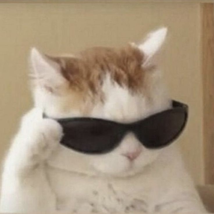 ricky as cats tweet media