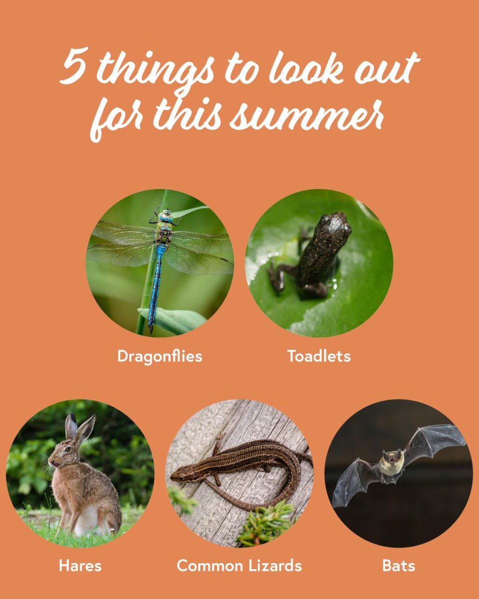 WildThings tweet media