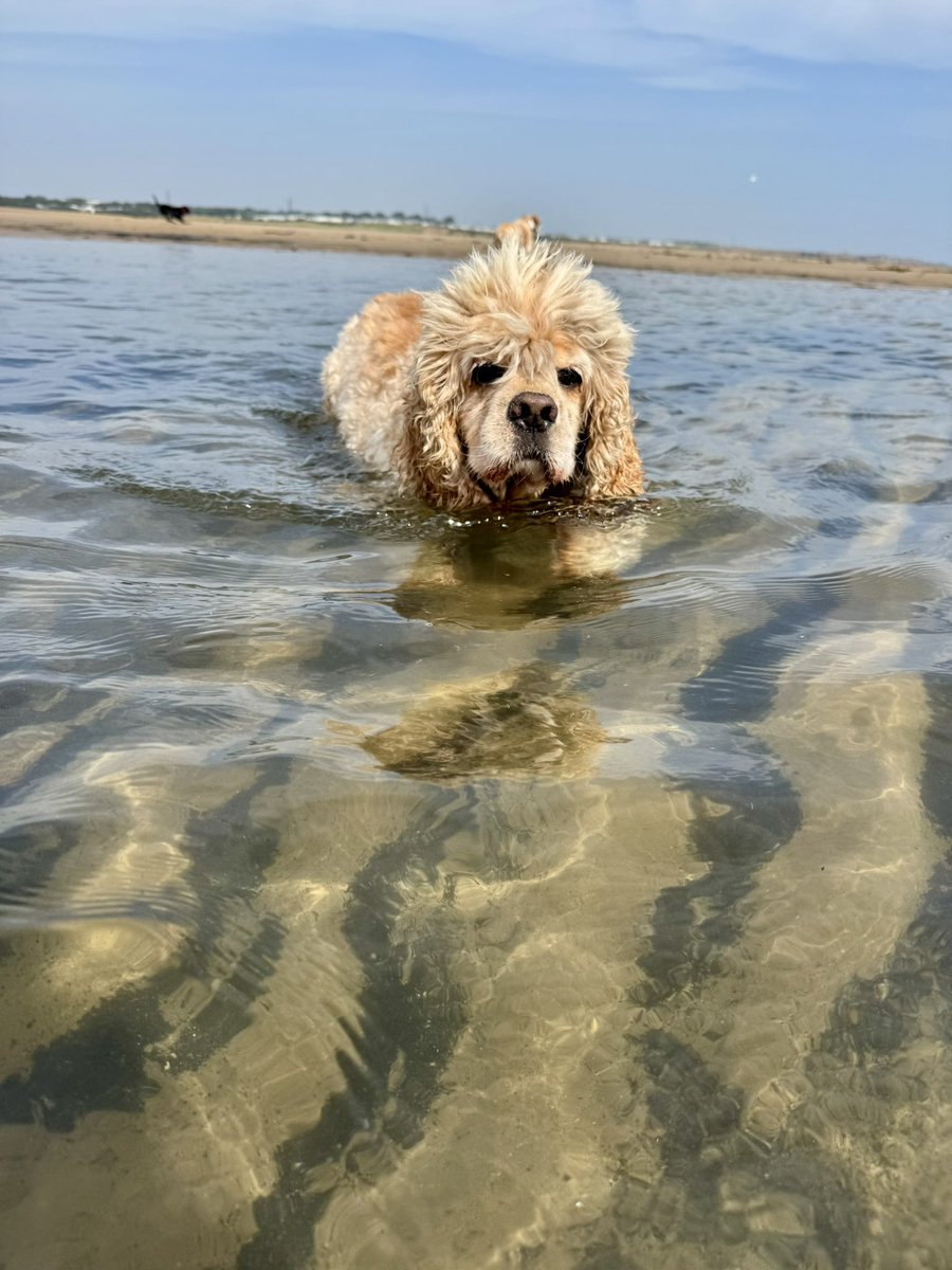 SpanielsSuper's tweet image. We will follow mum to the #EndsOfTheEarth even into water…. 
But we’re running out of legs #Shorties #GettingDeep #Help