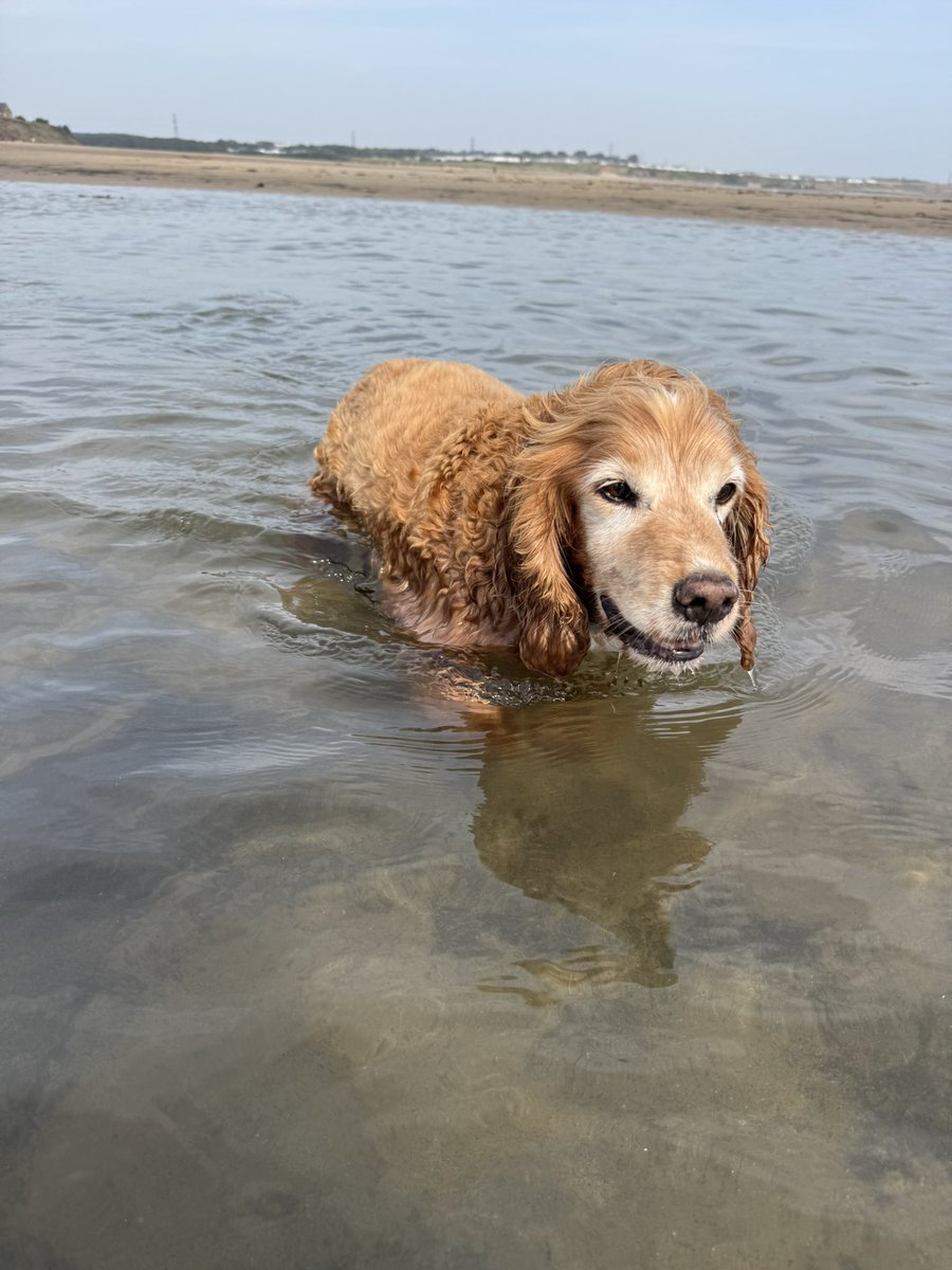 SpanielsSuper's tweet image. We will follow mum to the #EndsOfTheEarth even into water…. 
But we’re running out of legs #Shorties #GettingDeep #Help