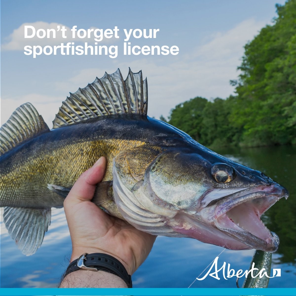 Hoping to get your hook in the water before summer is over? Don’t forget your license! 

All residents between 16-65 must obtain an Alberta fishing license. Non-residents must obtain a license regardless of age. 

Get yours at: eservices.alberta.ca/fishing-licenc…