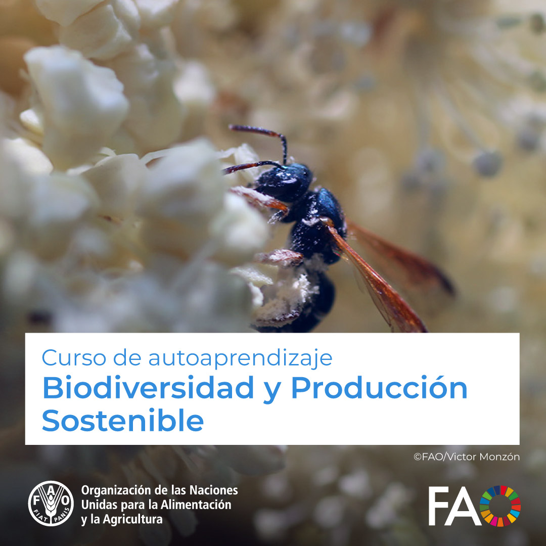 FAO Campus - America Latina y el Caribe (@faocampus) on Twitter photo 🎓 Curso gratuito en <a href="/FAOCampus/">FAO Campus - America Latina y el Caribe</a>
Biodiversidad y Producción Sostenible🦉
Prácticas que integran un enfoque de manejo sostenible de recursos naturales, conservación de la biodiversidad y gestión territorial de los ecosistemas
¡Matricúlate! ➡️ow.ly/Q0Oj50VAllR
<a href="/INDAP_Chile/">INDAP_Chile</a> 🎓 Curso gratuito en <a href="/FAOCampus/">FAO Campus - America Latina y el Caribe</a>
Biodiversidad y Producción Sostenible🦉
Prácticas que integran un enfoque de manejo sostenible de recursos naturales, conservación de la biodiversidad y gestión territorial de los ecosistemas
¡Matricúlate! ➡️ow.ly/Q0Oj50VAllR
<a href="/INDAP_Chile/">INDAP_Chile</a>