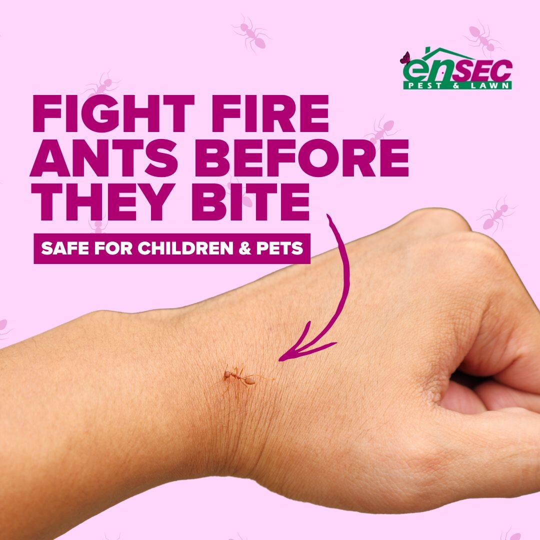 Still dealing with painful fire ant bites? August heat brings out their worst. EnSec’s fire ant control services come with a warranty—so you’re covered all season long.
#FireAntControl #YardCareExperts #EnSecPestAndLawn #AntSeason