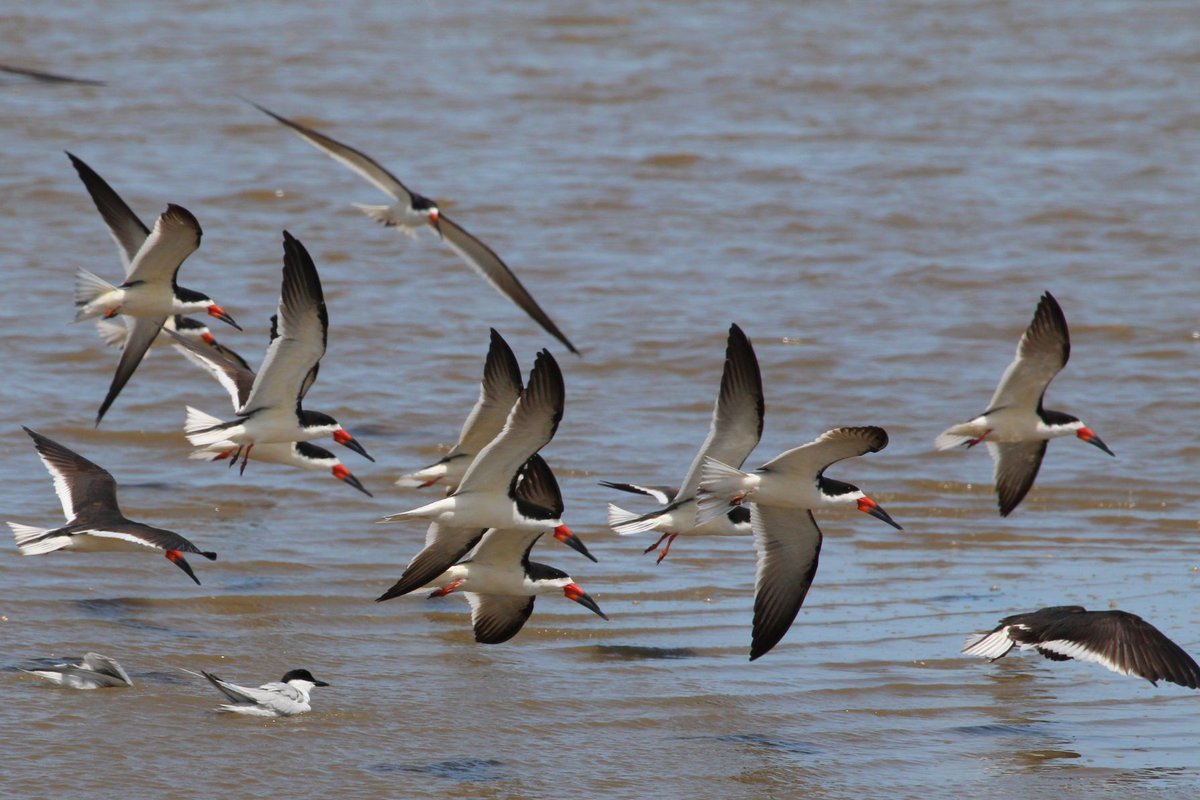 Birding University tweet media