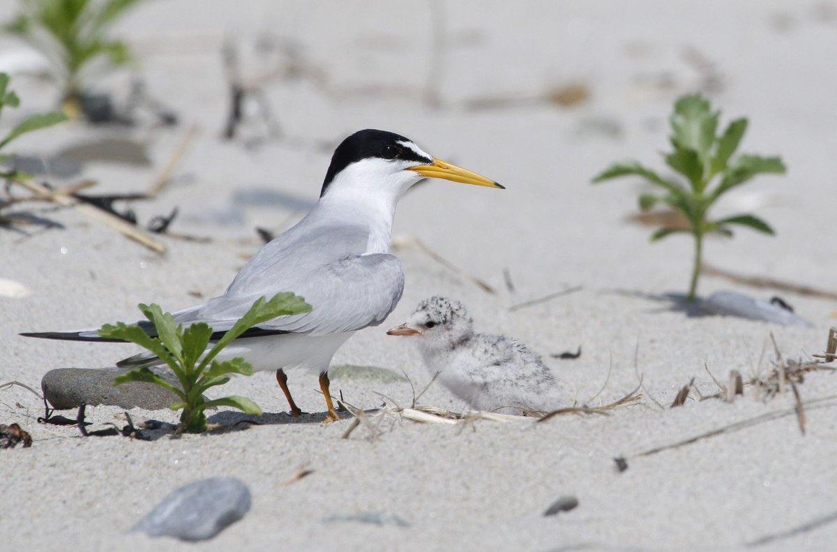 Birding University tweet media