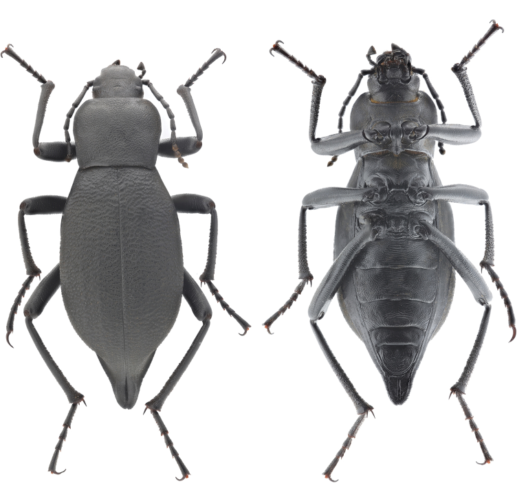 ZooKeys_Journal's tweet image. Description of two new darkling beetle species from China: doi.org/10.3897/zookey…

#beetles #phylogenetics #taxonomy