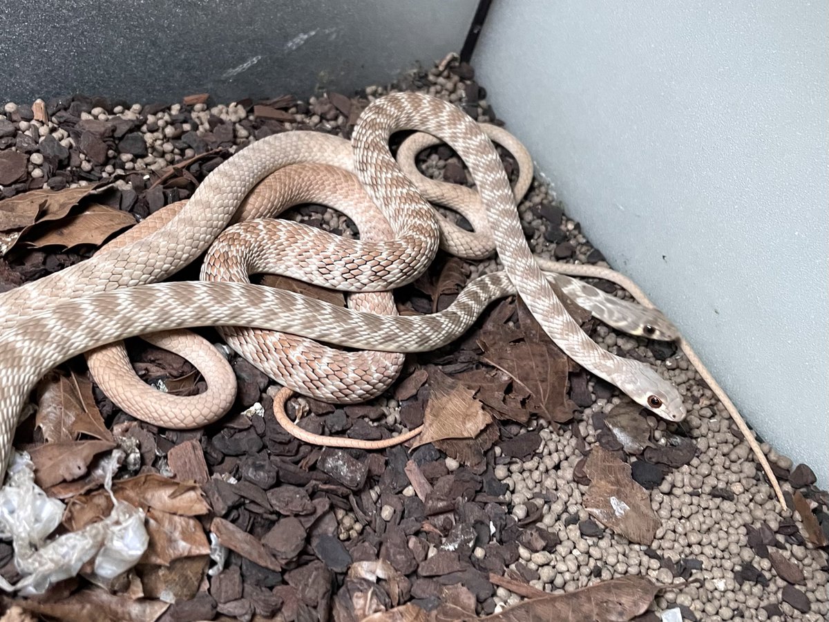 ロジャースレーサーPlatyceps rogersiもハッチ！

持ち腹は見たことあるけどCBは世界初じゃない？(誰もやるわけない笑)

てか卵殻うっっっっっす！！！！！
2,3枚目が親だけど速すぎて写真撮るのも一苦労(∩'-'⊂)